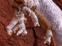 Cenobio de Valerón